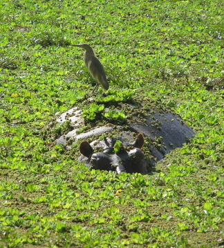 Süd Malawi - Safari zum Selbstfahren